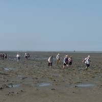 wadden 3