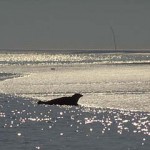 wadden1