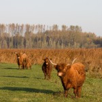 lauwersmeer1