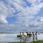 lauwersmeer2