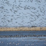 lauwersmeer5